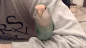 Говорящий розовощекий неразлучник