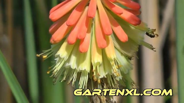 Fackellilie: Wildbienen an der Fakellilienblüte смотреть онлайн
