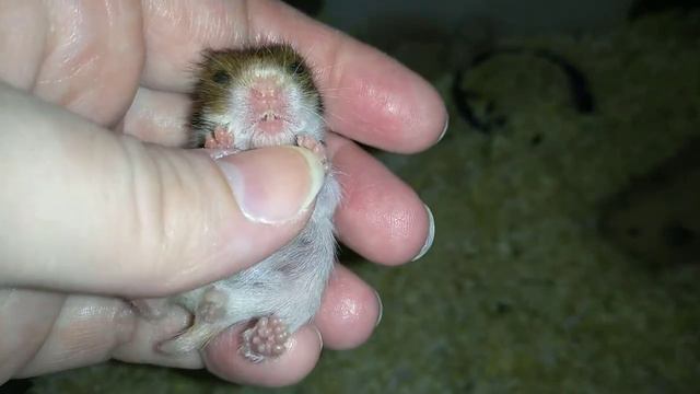 13 ДНЕЙ ХОМЯЧАТАМ МАНДАРИНКИ смотреть онлайн