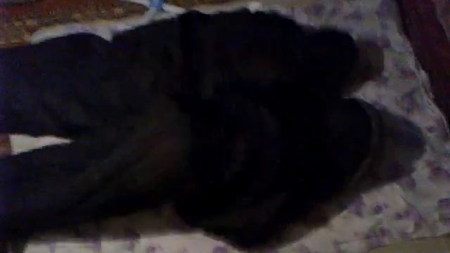 Прикол: Гонки гусениц.mp4 смотреть онлайн