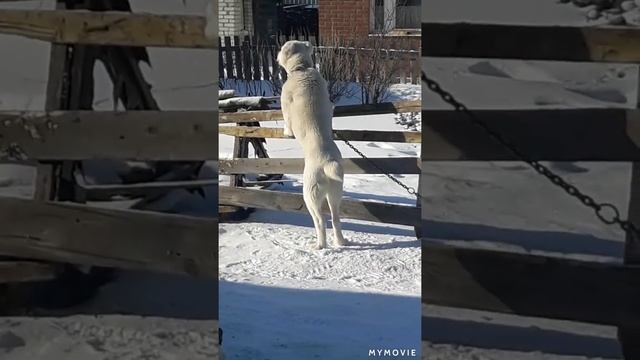 #алабай АЛАБАЙ ЗЛОЙ/ГРЫЗЕТ ОГРАЖДЕНИЕ смотреть онлайн