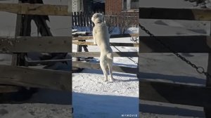 #алабай АЛАБАЙ ЗЛОЙ/ГРЫЗЕТ ОГРАЖДЕНИЕ