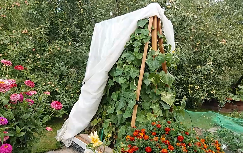 Вертикальная опора для огурцов. смотреть онлайн