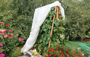 Вертикальная опора для огурцов.