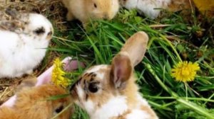 Можно ли давать кроликам одуванчики
