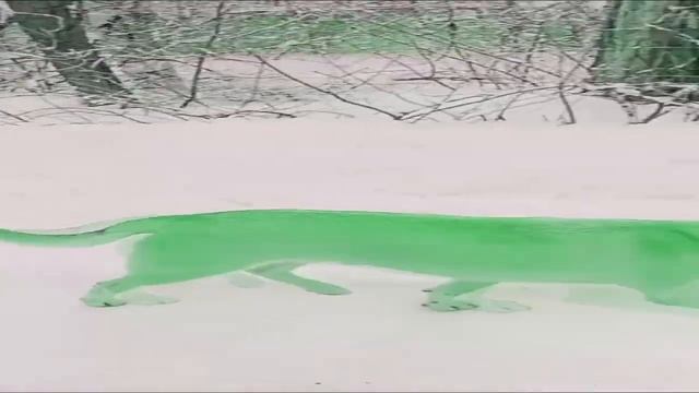 Зелёная собака, мем