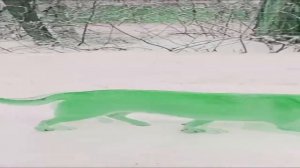 Зелёная собака, мем