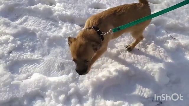 Ура!!! Снег ❄⛄ Пеку блины ? Ура!!! Ёлка ? смотреть онлайн