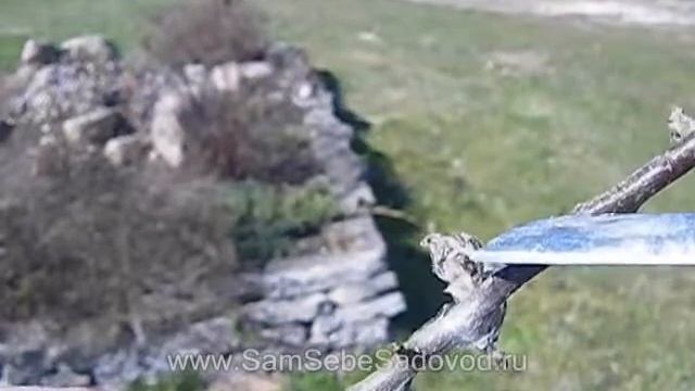 русские огород: Вредители яблони 2 смотреть онлайн