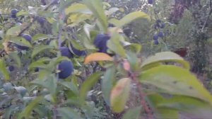 Слива диплоидная сорт поздний Анжелино(plum Angelino). Техническая спелость