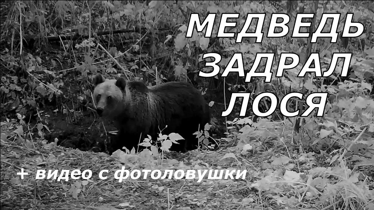 Медведь задрал лося и попал в кадр фотоловушки. смотреть онлайн