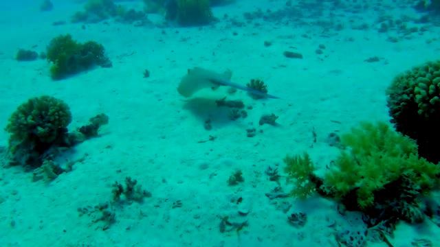 Дайвинг.Египет.Дайв-сайт Shark & Yolanda Reef.Дайвинг-клуб "STALKER" г.Витебск 7.12.2019 год-ч.4. смотреть онлайн