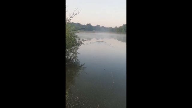 Рыбалка с корабликом. Ловля карпа. Fishing with a boat. Fishing for carp. смотреть онлайн
