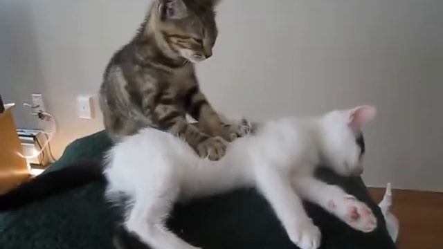 Кошачий массаж смотреть онлайн