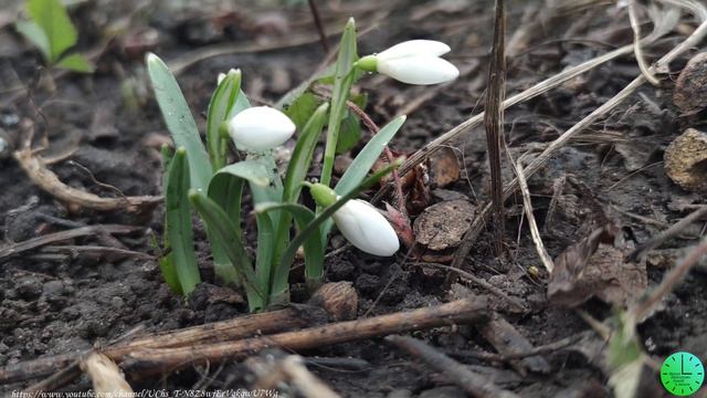 Пение птиц в весеннем лесу лекарство для души и тела/Звуки природы/Birdsong/Sounds of nature/Relax смотреть онлайн