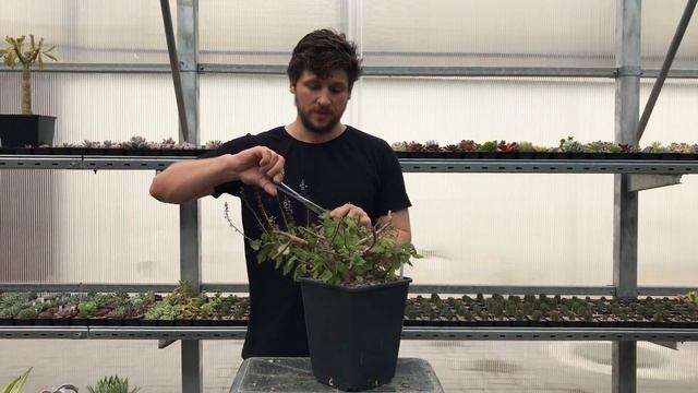 Plectranthus ernstii - обрезка и формирование смотреть онлайн