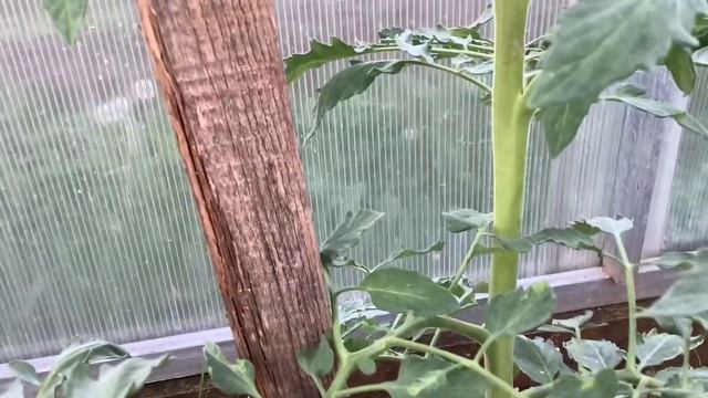 Формирую томаты. Удаляю пасынки. Где макушка. смотреть онлайн