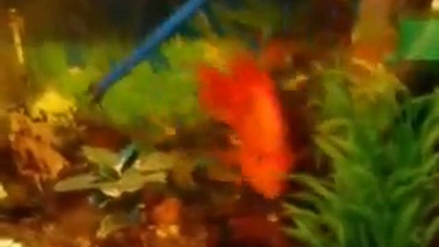 Забавная дрессированная рыба красный попугай (Trained Red Parrot Cichlid) смотреть онлайн