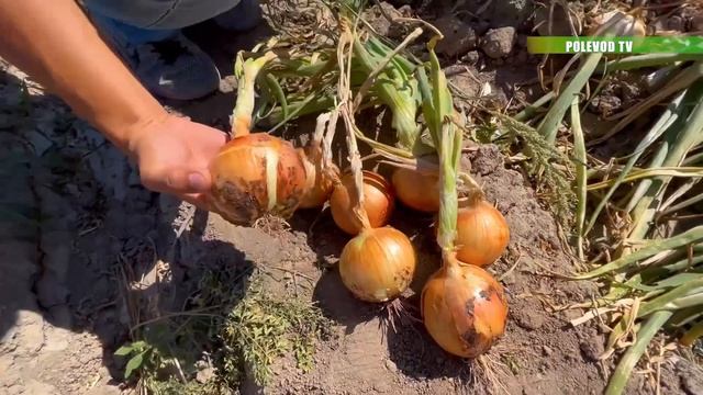 ПОЧЕМУ ЛУЧШЕ САЖАТЬ ГИБРИДЫ ЛУКА?!