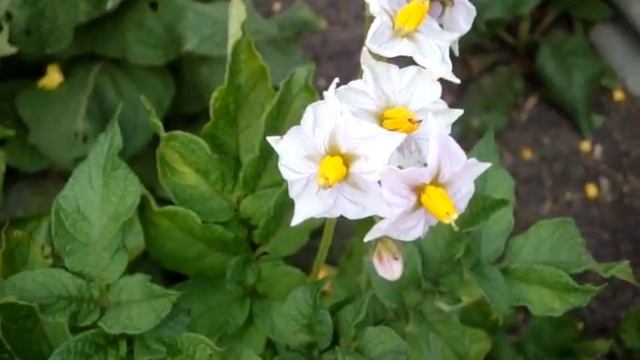 How potato is blossom. (Solanum tuberosum) смотреть онлайн