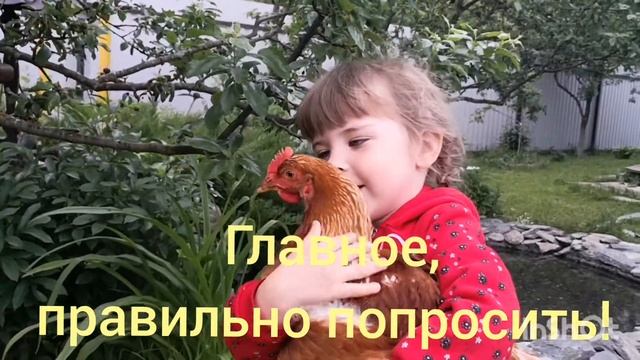 Куры не несутся. Что делать? смотреть онлайн