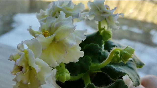 ФИАЛКИ. 10 СОРТОВ ФИАЛОК С НАЗВАНИЯМИ. смотреть онлайн