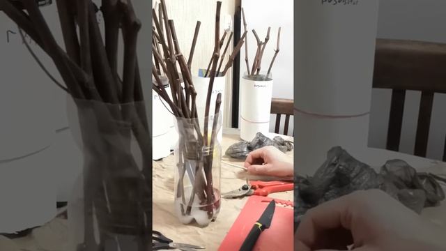 Укоренение черенков винограда в воде в кильчеваторе на балконе. смотреть онлайн