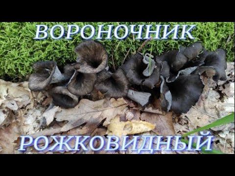 №293/ УДАЧНАЯ поездка в лес по грибы (Вороночник Рожковидный, Груздь)