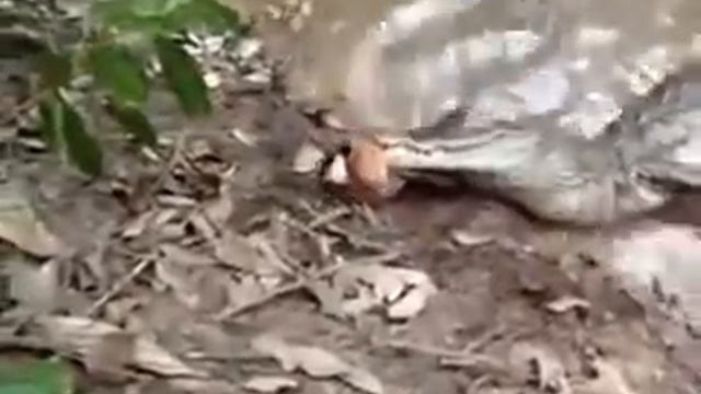 Схватка электрического угря и аллигатора смотреть онлайн