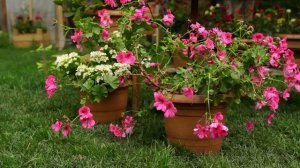 Ткемали   соус Азербайджанская Кухня Деревенская Кухня  Рецепты