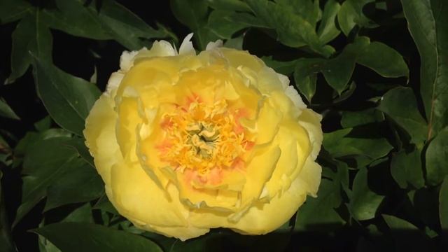 Itoh Hybrid Peony - yellow Itoh Peonies - Peony Nursery Peonyshop.com смотреть онлайн
