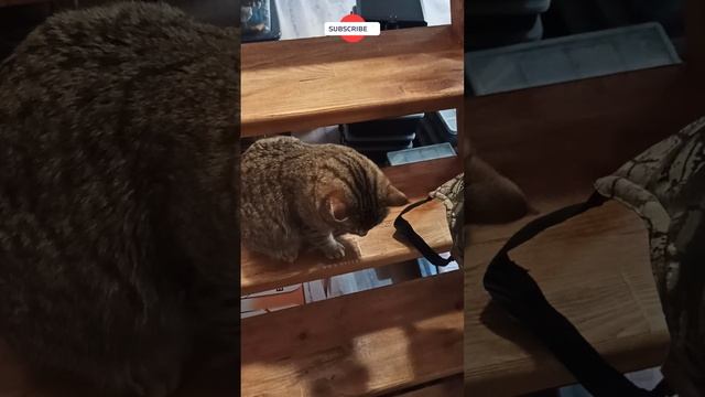 Ваську застукали смотреть онлайн