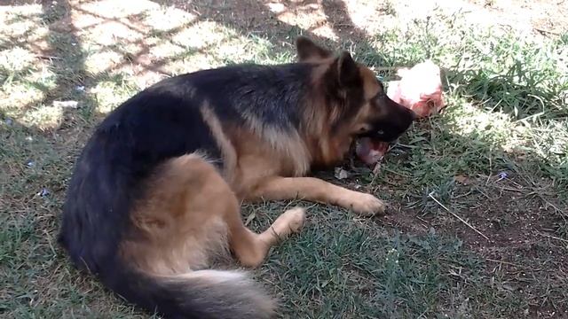 Немецкая овчарка грызёт кость мамонта ) смотреть онлайн