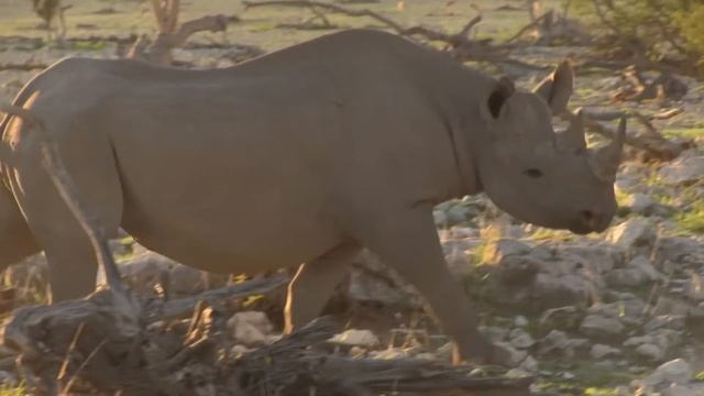 Safari 4x4 Rental Review - Toyota Landcruiser 76 [Namibia 4x4 Safari] смотреть онлайн