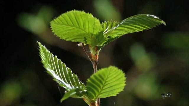 Животные весной. Animals in spring. смотреть онлайн