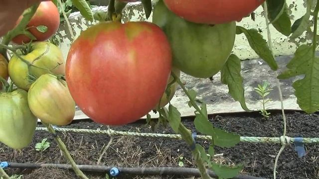 О сортах томатов "Цифомандра" смотреть онлайн
