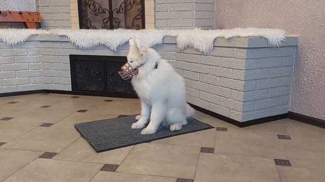 Фима. Пройден пятый уровень команды сидеть-5 минут (серьёзная выдержка). смотреть онлайн