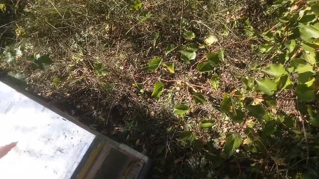 Проверка количества корма. смотреть онлайн