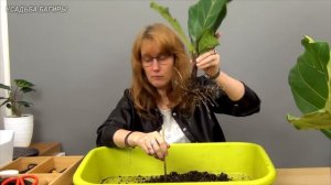 Размножение фикуса Лирата (ч.2).