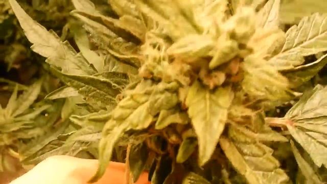 FastBuds CBD Crack: Grown by Tripaholic смотреть онлайн