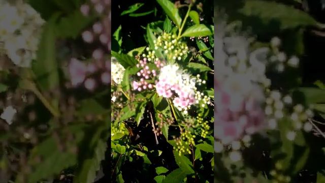 у меня есть двухцветная спирея