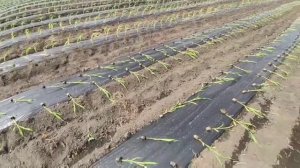 Посадка Сахарной кукурузы? рассадой