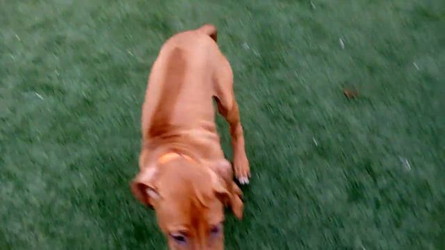 щенок Карлуша