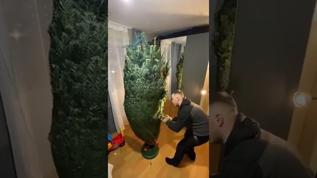 Пихта Нордмана (Датская) Везём Елки. Живые Елки и пихты с доставкой смотреть онлайн