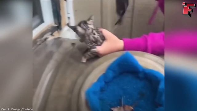 Посмотрите, что Бывает, Когда Животные Просят Помощи у Людей ч.10 смотреть онлайн