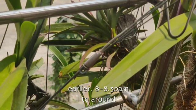 orchid growing space tour and discussion on light requirements of various kinds of orchids смотреть онлайн