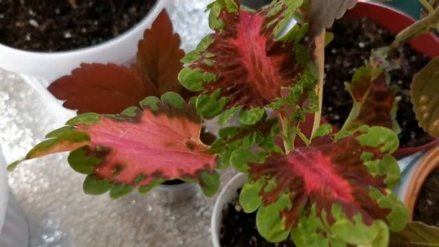 Моя коллекция вегетативных колеусов.#колеус