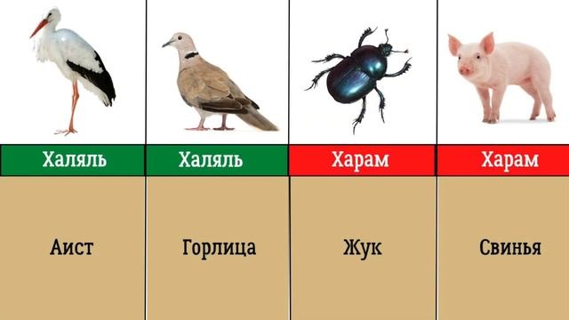 Харам и халяль мясо животных в Исламе. Каких животных мусульмане едят? смотреть онлайн