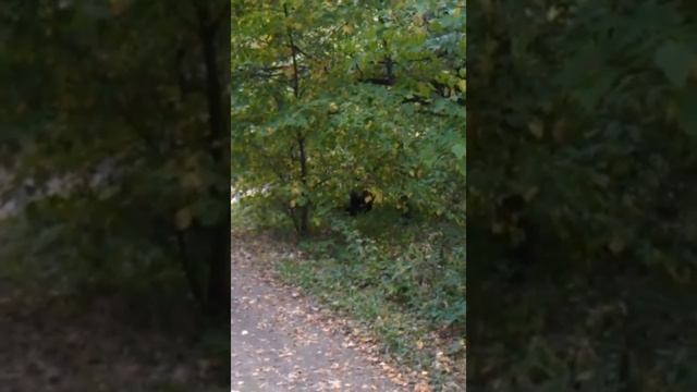 Дикие кабаны в Кусковском лесу! смотреть онлайн