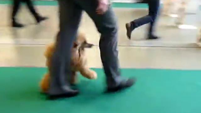МОНО  15.12.2012г.ЛК,ЛПП той(абрикосовый окрас)